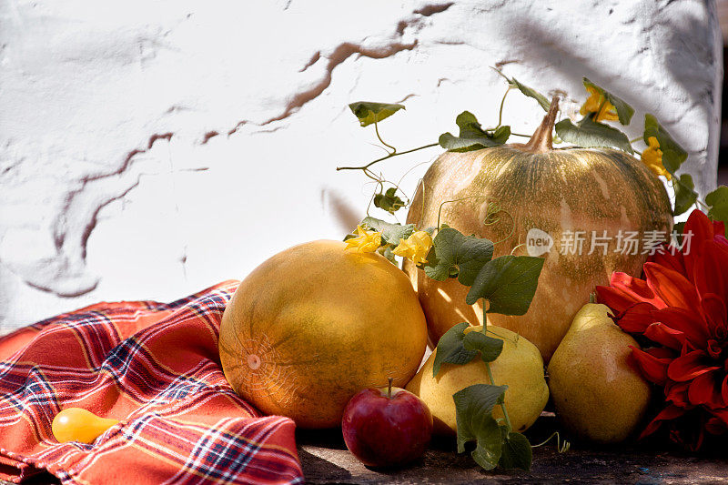 秋季美展:黄色果蔬、南瓜、梨、苹果、甜瓜。感恩节概念与复制空间。秋天的静物与红色的georgine，现代的影子