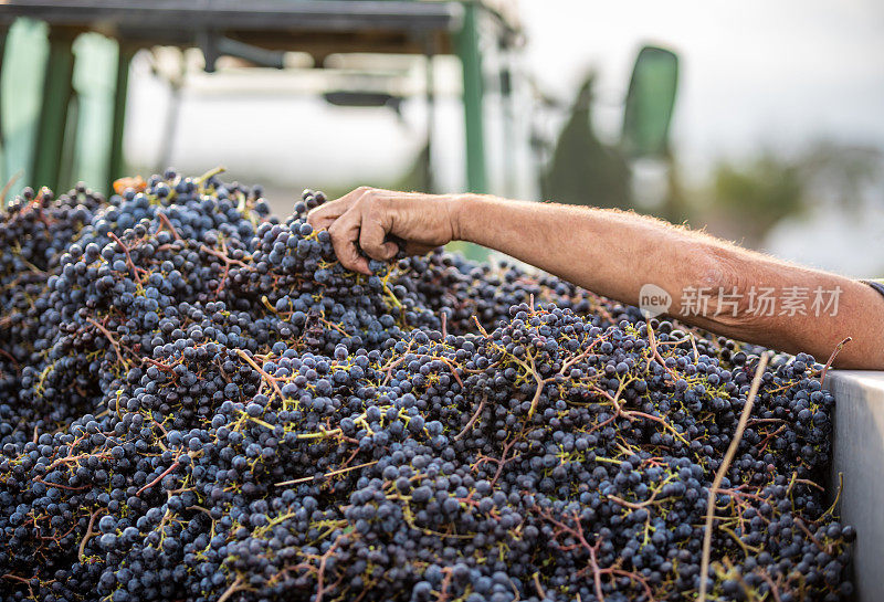 葡萄园的农民正在用拖拉机装满收获的红葡萄