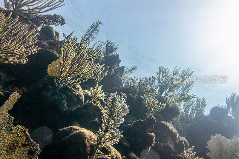 古巴加勒比海水下珊瑚礁