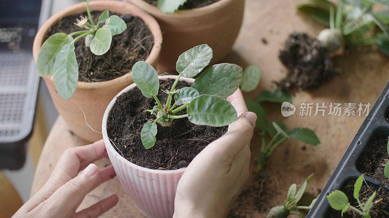 年轻女子把绿色的幼苗种植在新鲜的土壤里。她喜欢在后院休息。