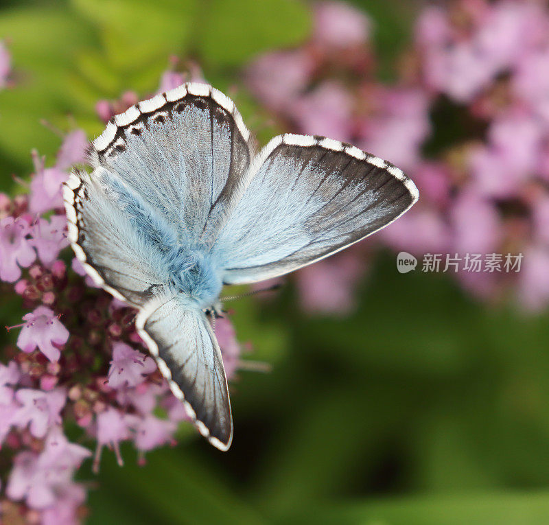 白垩蓝蝴蝶(多毛蝶)雄性