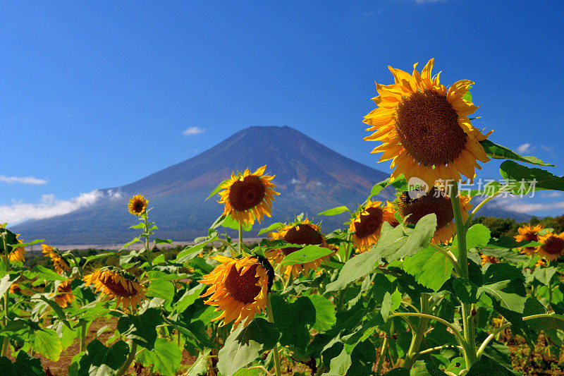 富士山和蓝天下的太阳花