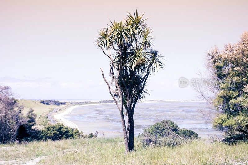 新西兰本土的卷心菜树对农村景观