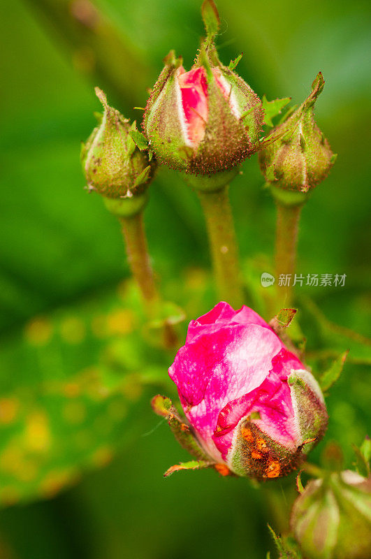 花园里未盛开的玫瑰花蕾