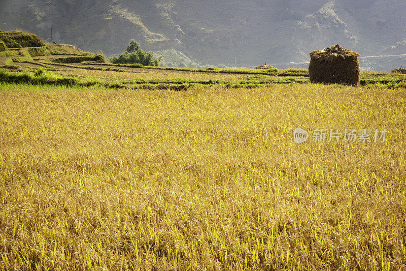 徒步穿越稻田，不丹中部