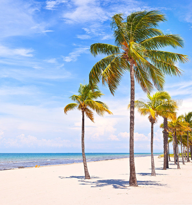 迈阿密海滩的棕榈树