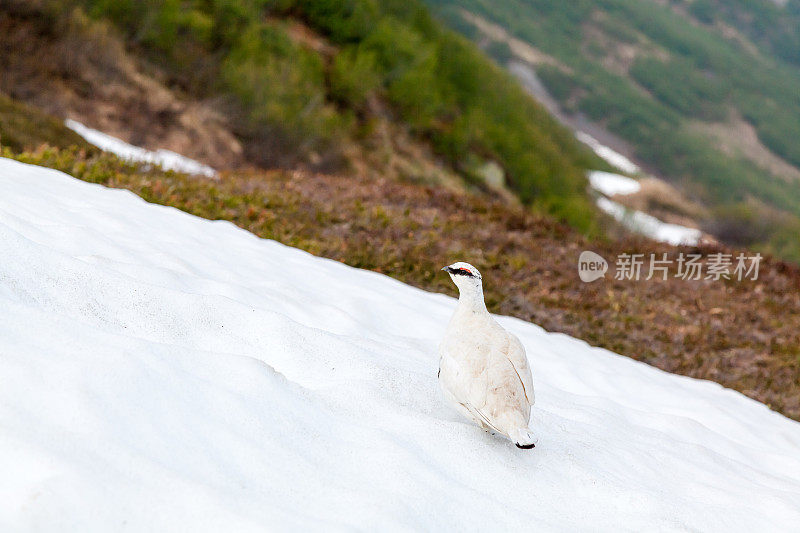 雪山中的白尾雷鸟