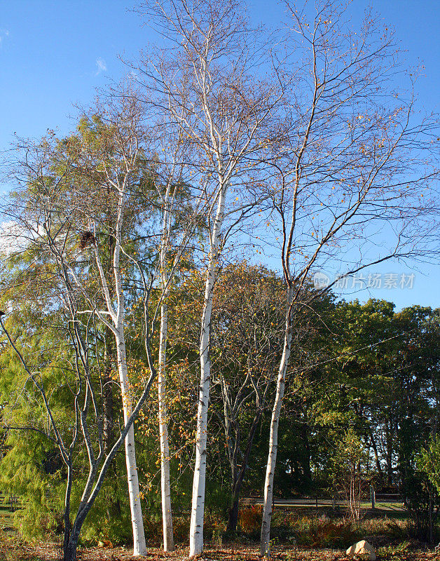 白桦树挺立在秋天