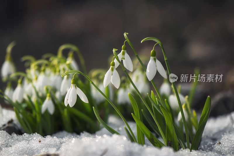 冬天盛开的雪花莲