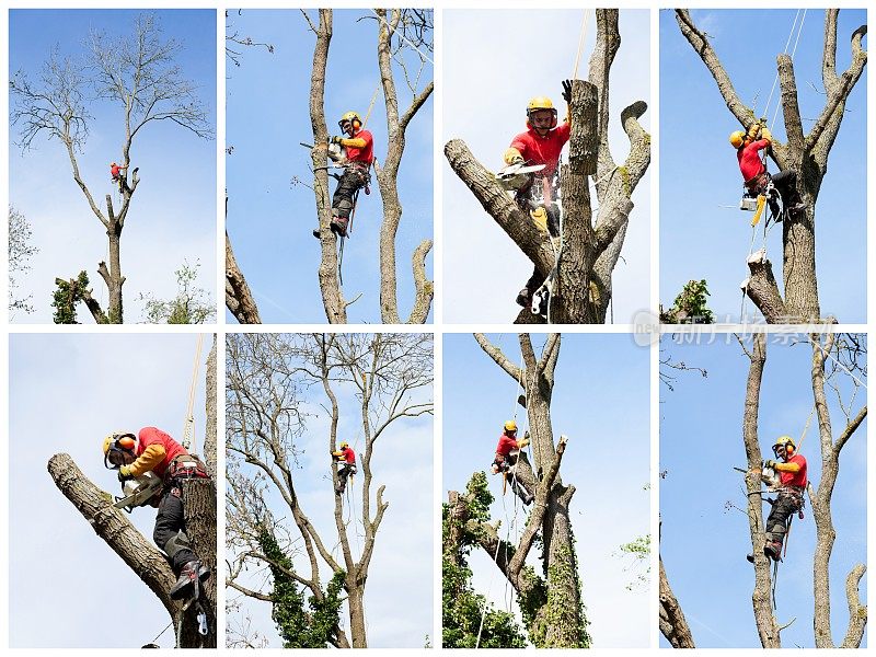 一个树木学家正在用电锯砍树