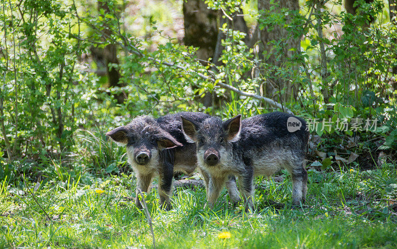 两只黑毛猪饲养匈牙利Mangalica看着镜头。