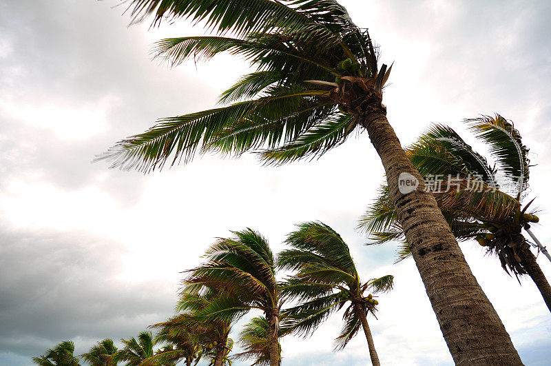 飓风中的棕榈树