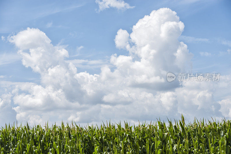 麦斯，玉米对着多云的天空