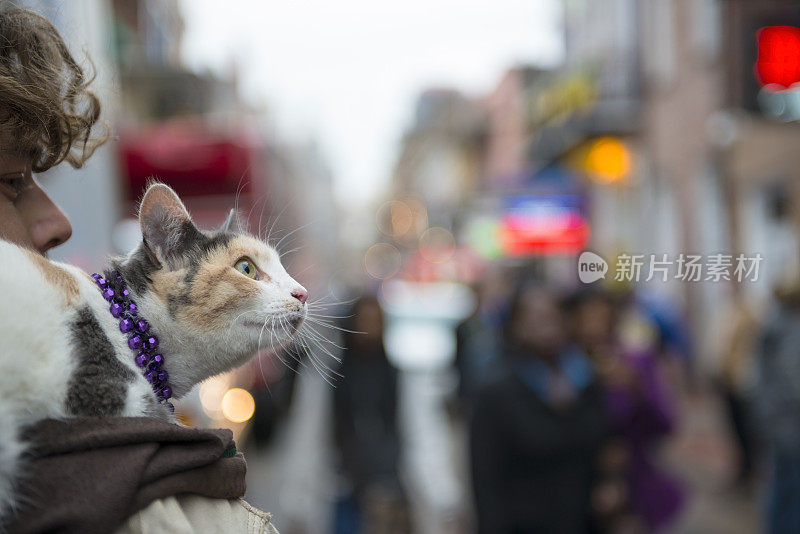 戴着珠子的猫在波旁街狂欢节上