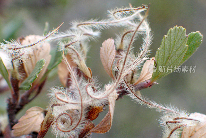 山的桃花心木