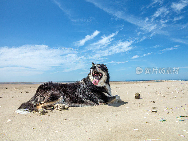 狗在海滩上等待球被扔