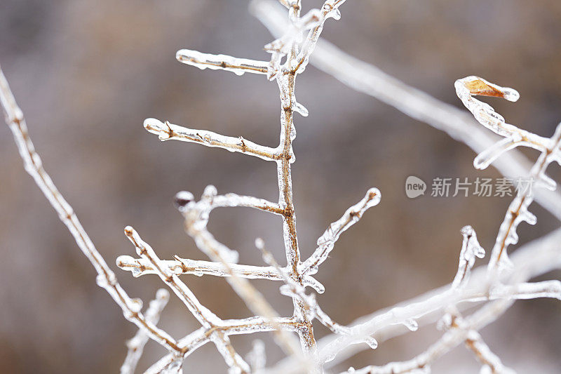 特写的树枝在冬天被冰冻的冰覆盖