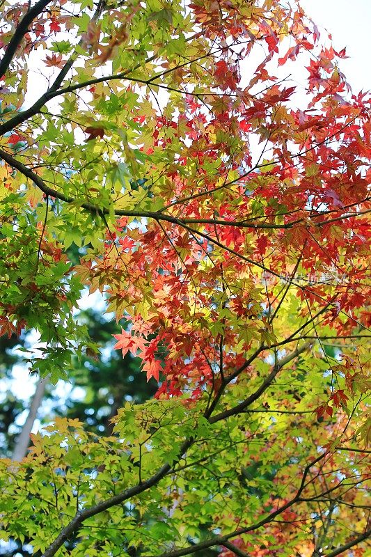 日本奈良的秋天