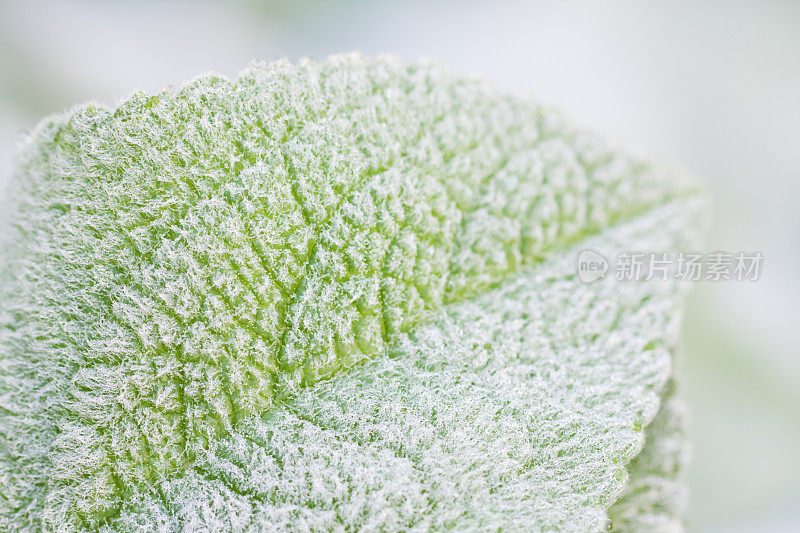 羊耳植物带露珠的叶子