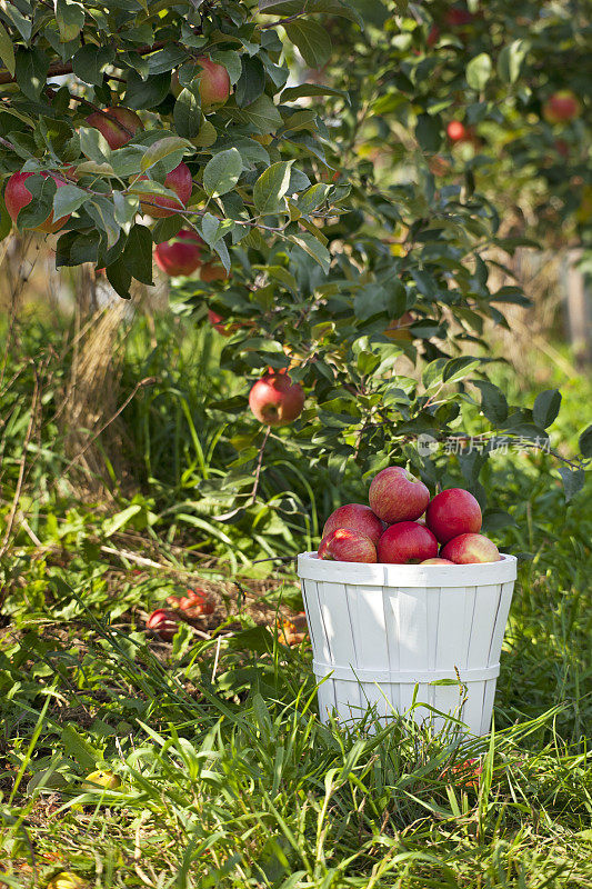 果园里的苹果篮
