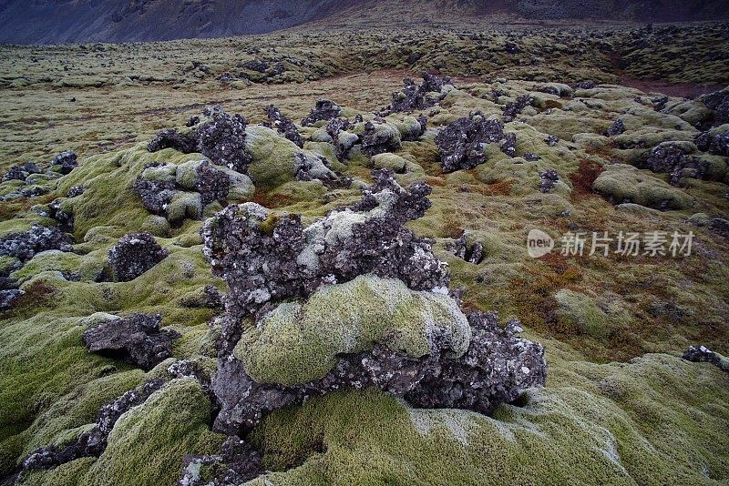 冰岛的火山岩上覆盖着苔藓