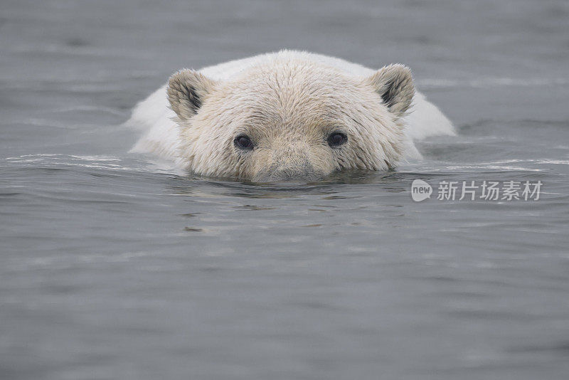 北极熊头出水面在北冰洋游泳