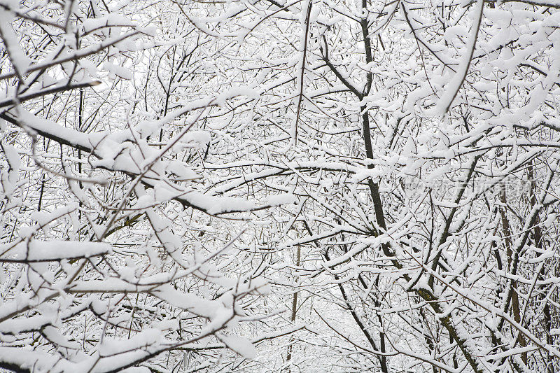 雪覆盖的森林