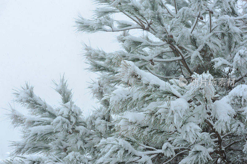 白雪覆盖了松树