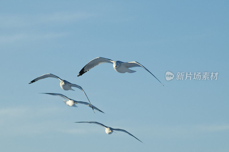 飙升的海鸥