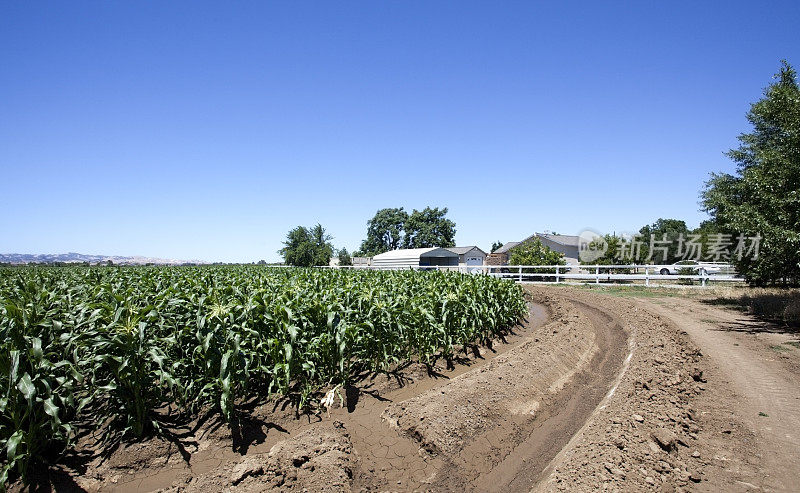 玉米种植面积和农舍