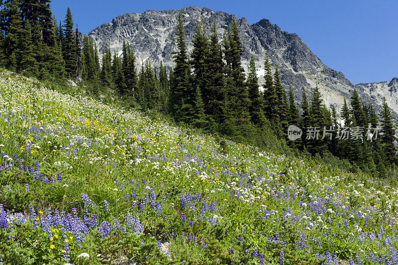 山上的野花