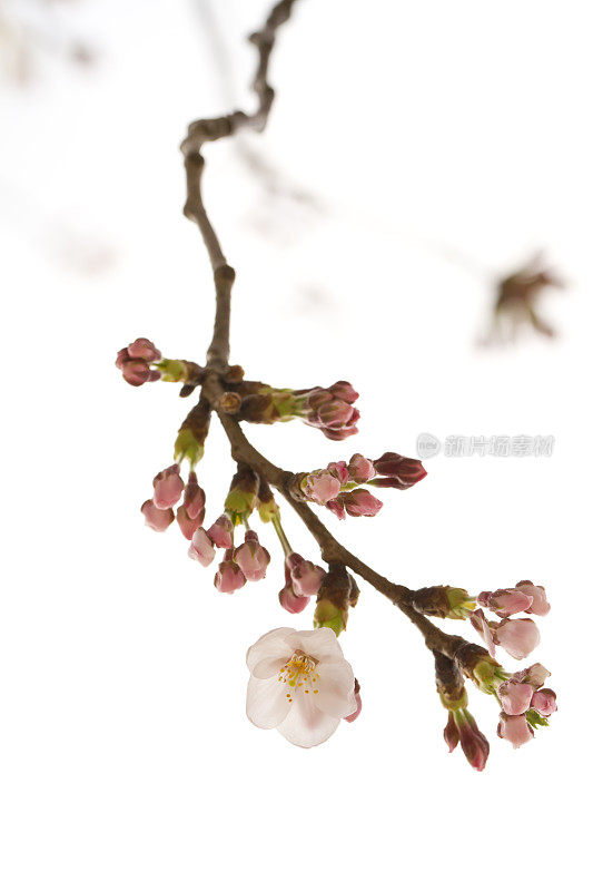 粉红色的樱花花蕾，单朵开放