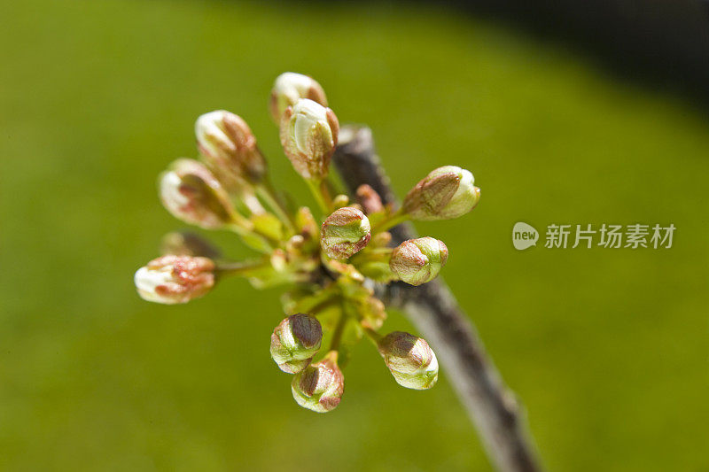 酸樱桃枝