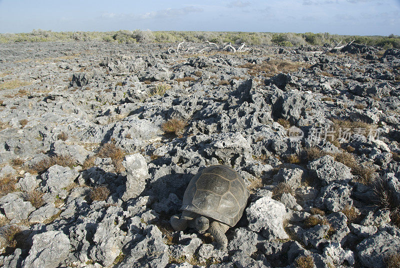 石灰岩上的巨龟