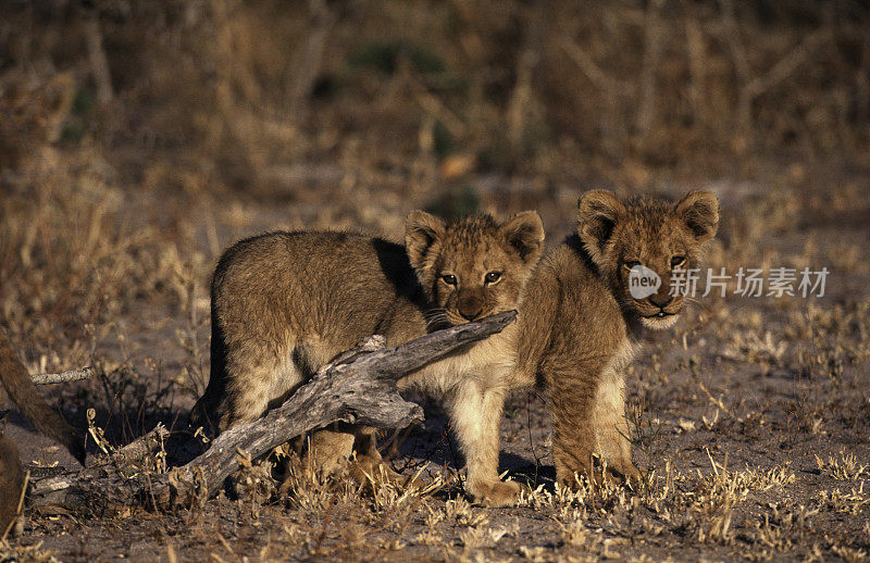 南非，狮子幼崽。
