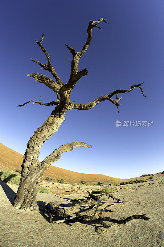 沙漠中的树