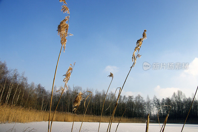 冬天的风景