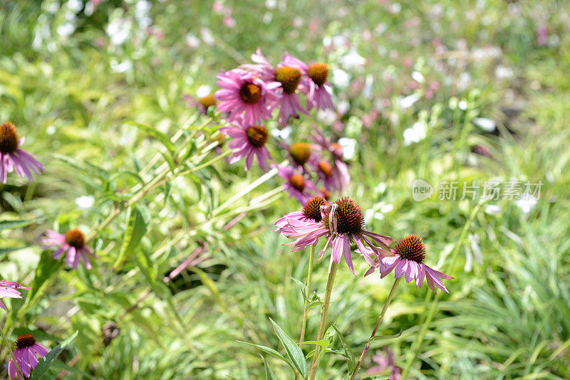 锥花紫锥菊