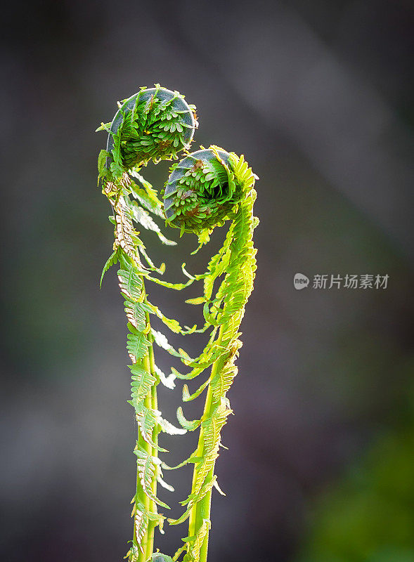 蕨类植物的爱