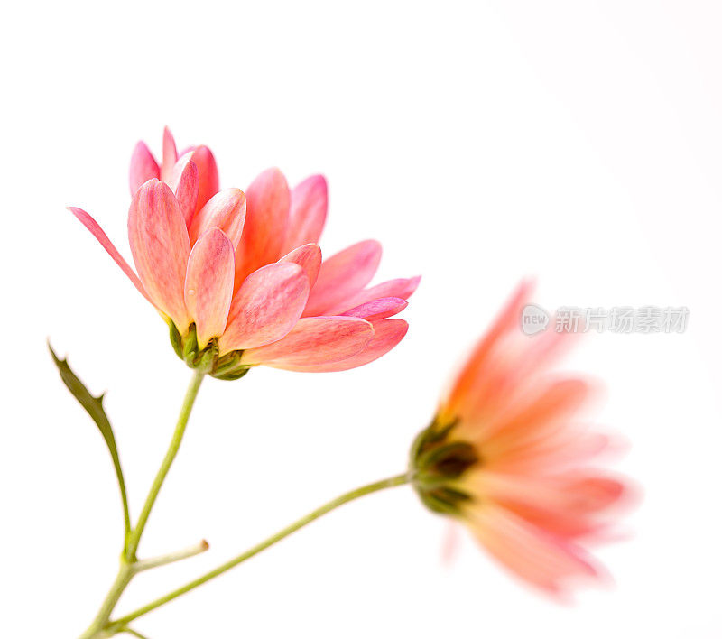 选择焦点的两朵粉色雏菊