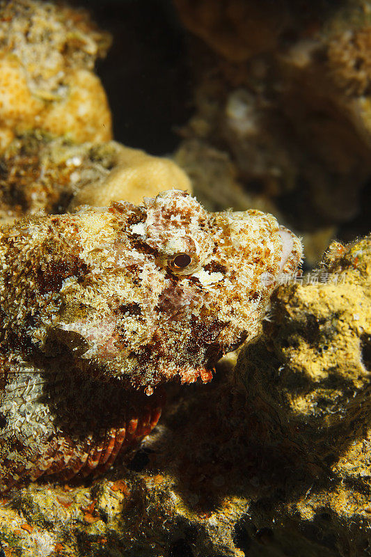 水下海洋生物珊瑚礁