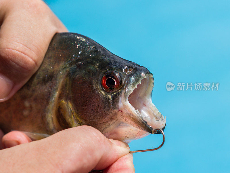亚马逊河中食人鱼的特写镜头，露出锋利的牙齿