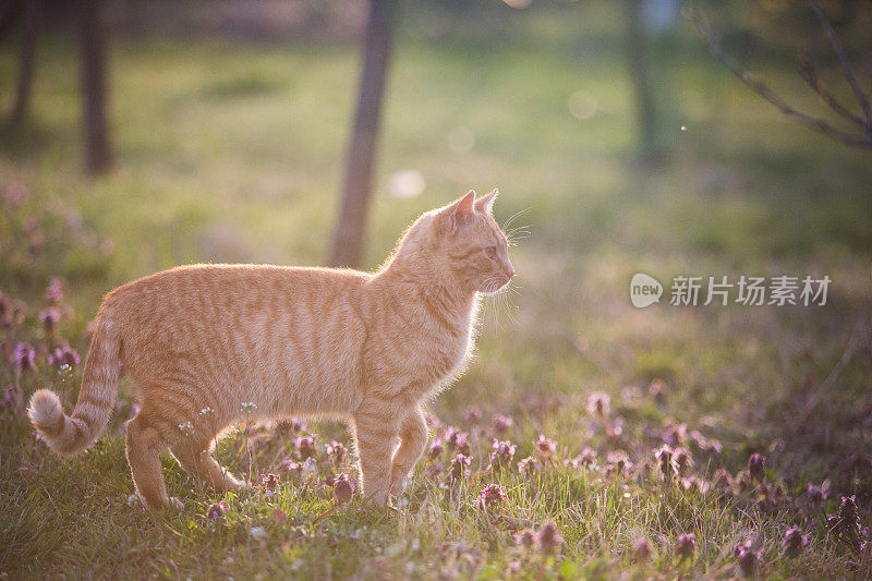 孤独的猫在城市公园散步