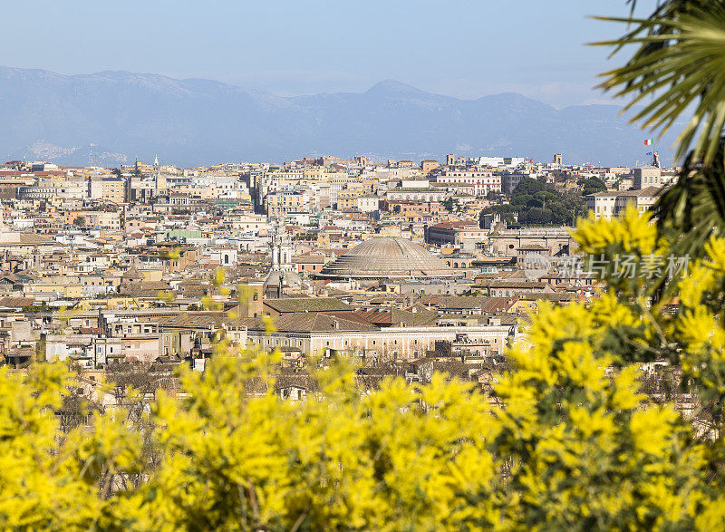 罗马城市全景与含羞草在二月，意大利罗马