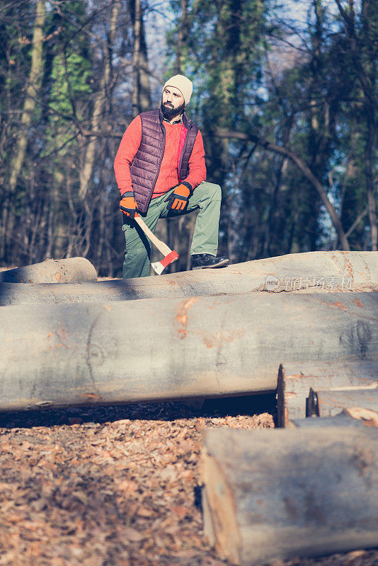 伐木工人用锯、斧头、链锯等工作工具砍伐树木