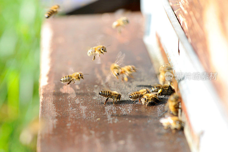 蜜蜂落在蜂箱前