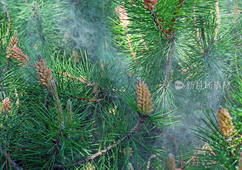 松花粉……风生且经常引起过敏反应