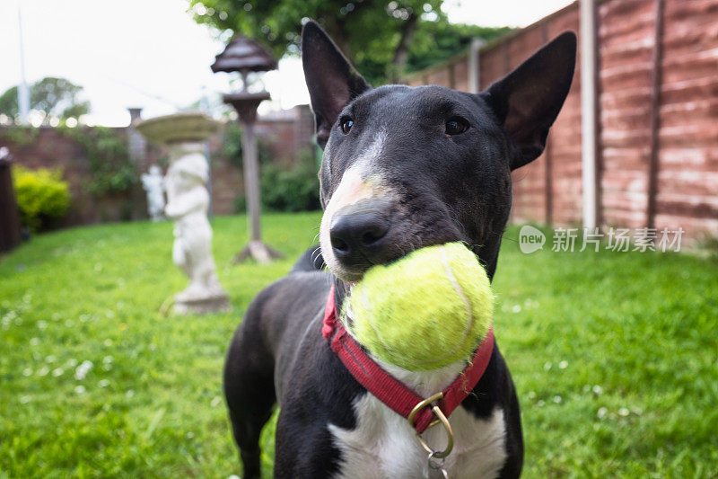 黑色和白色的英国斗牛犬玩Fetch