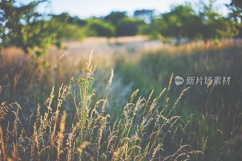 夕阳中的夏日草地