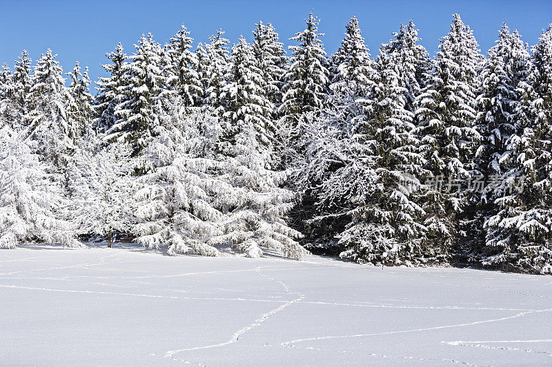 冬季暴风雪鹿的足迹和常绿森林庇护所